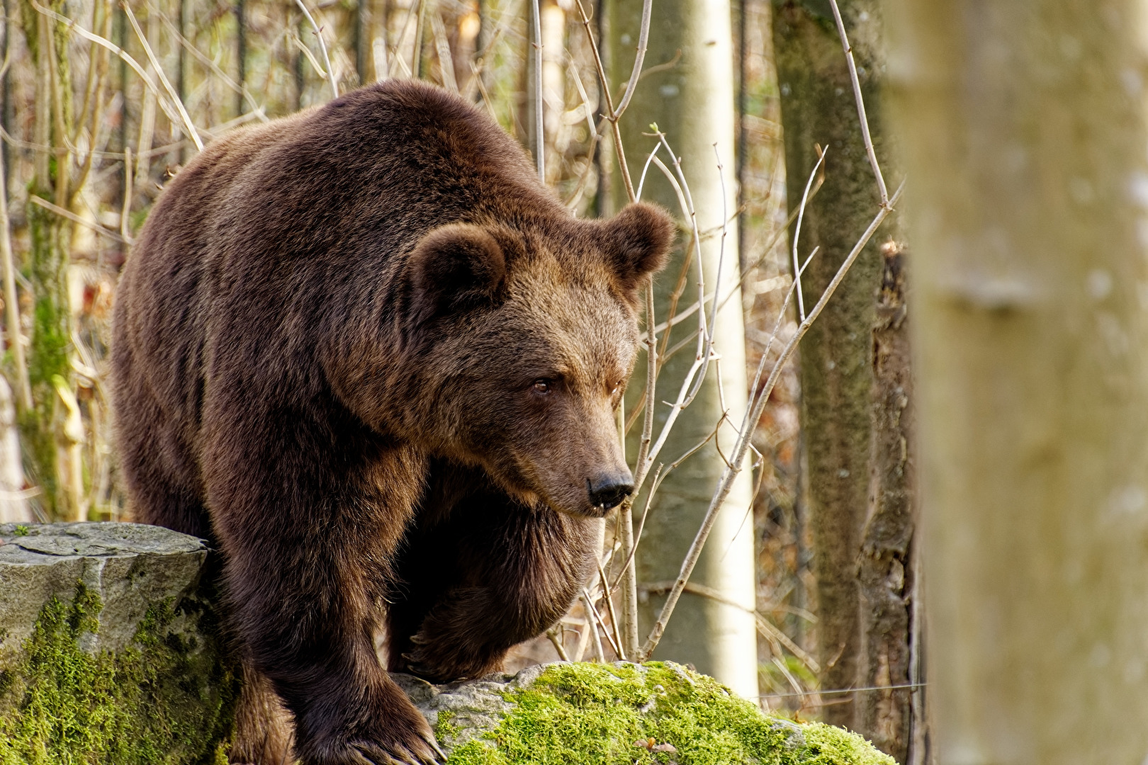 Braunbär