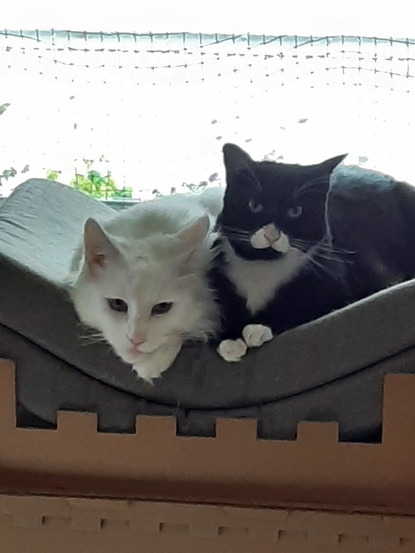 Haustier Unsere zwei Stubentiger