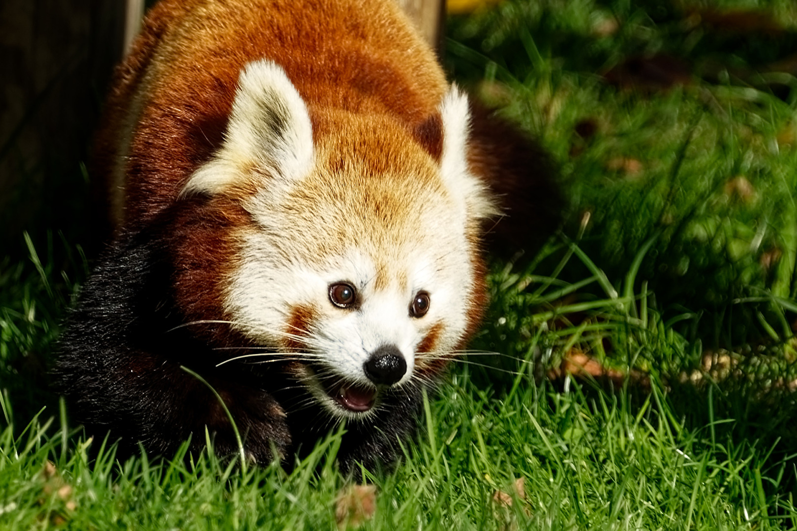 Roter Panda ( Katzenbär )