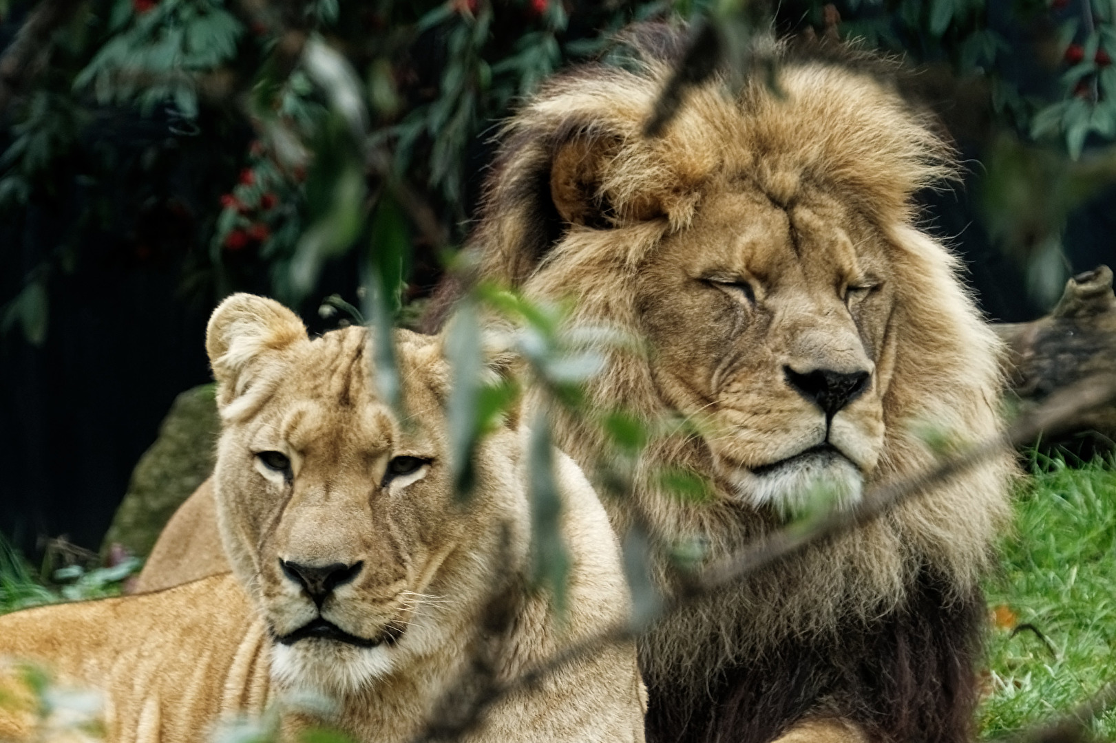 Löwen Paar