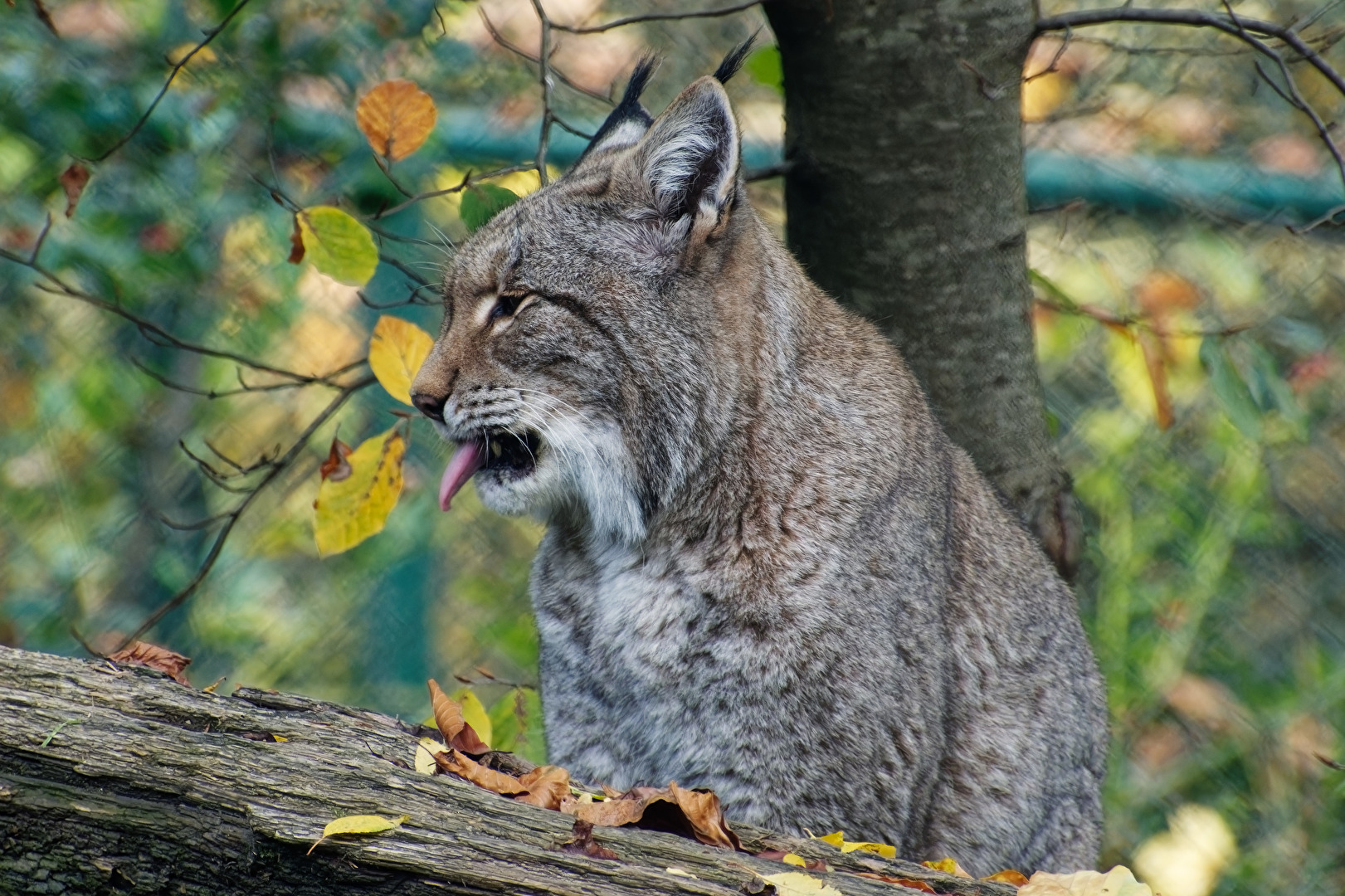 Luchs