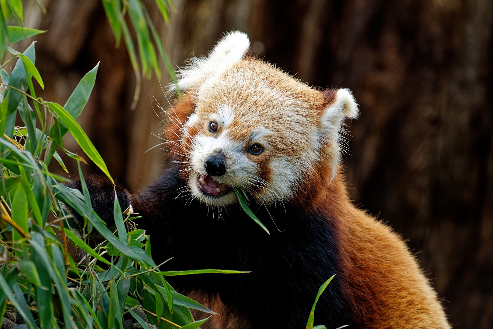 Roter Panda ( Katzenbär )