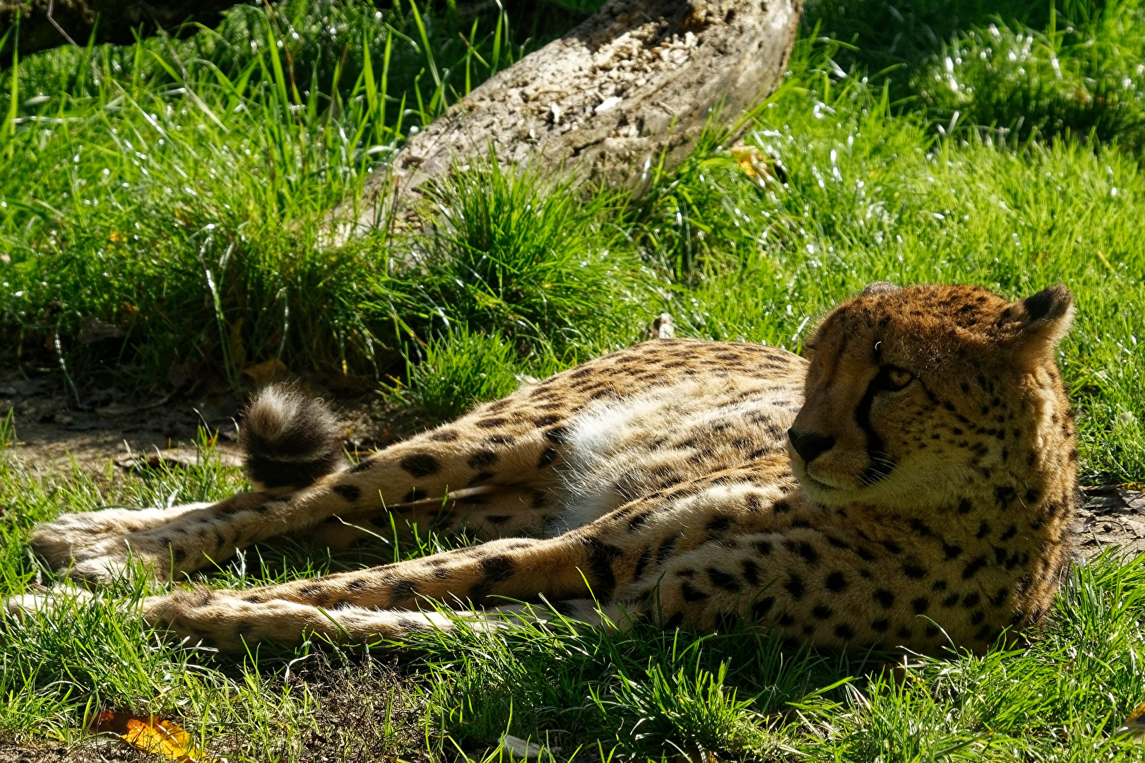 Gepard