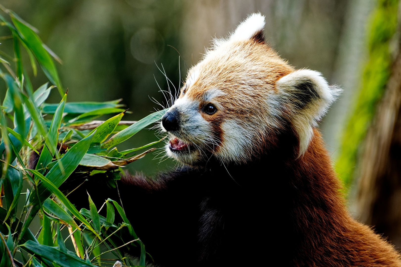 Kleiner Panda  ( Katzenbär )