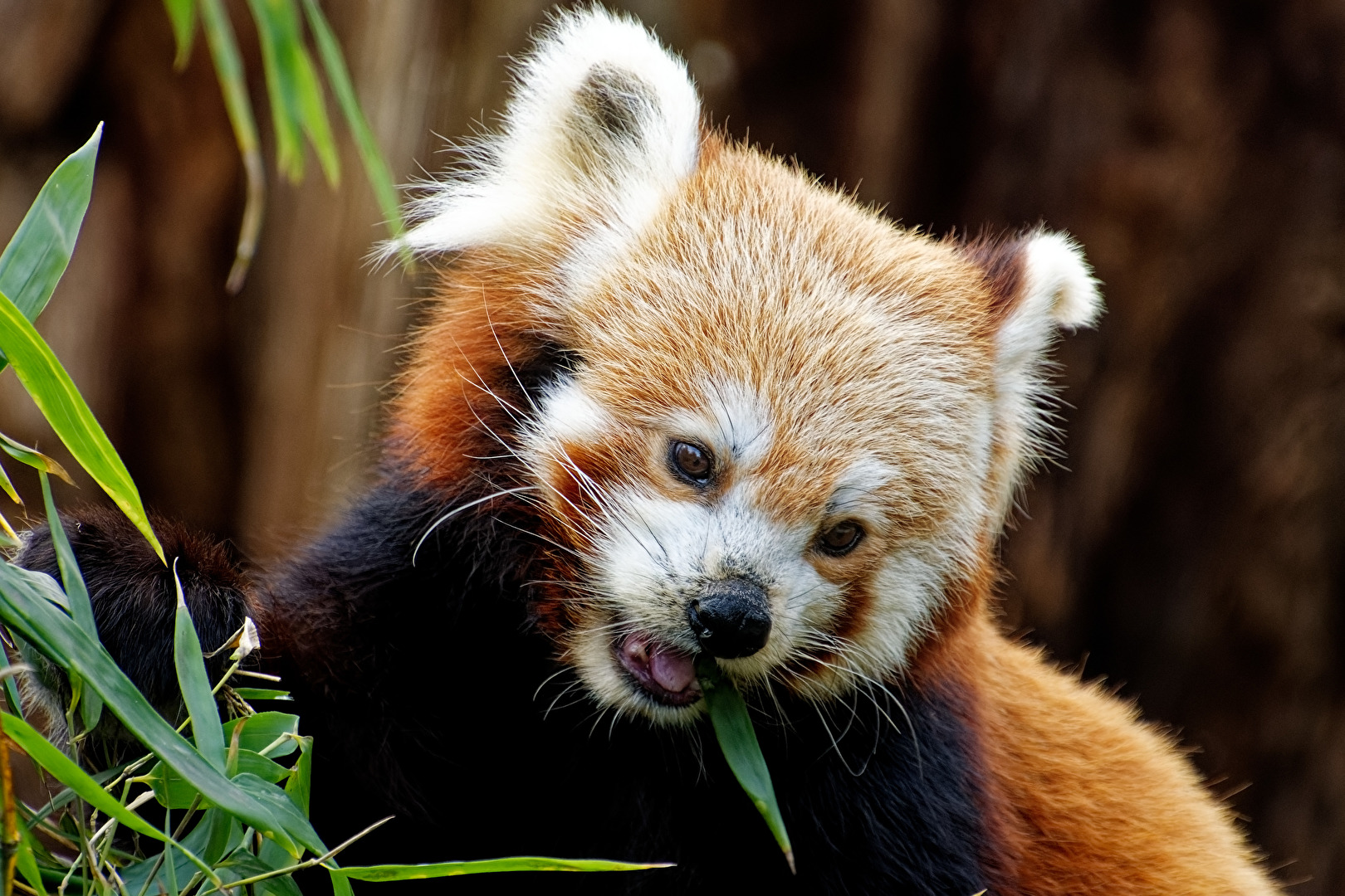 Roter Panda ( Katzenbär )