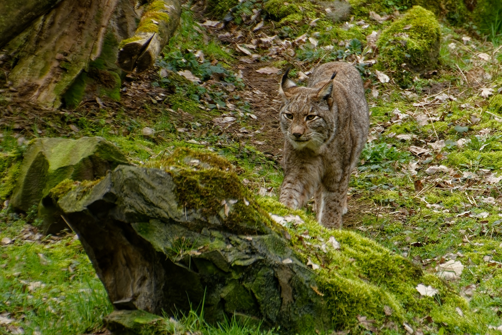 Luchs