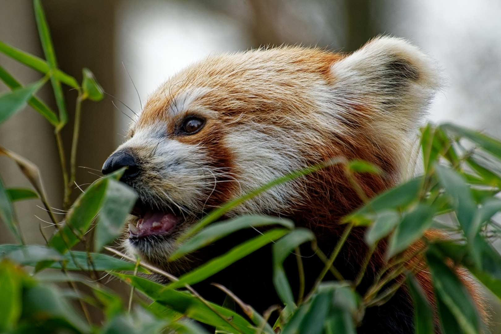 Roter Panda ( Katzenbär )