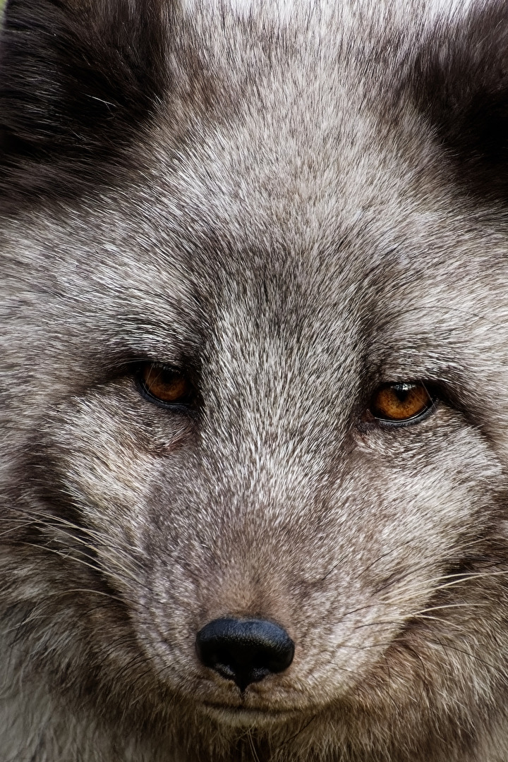 Polarfuchs