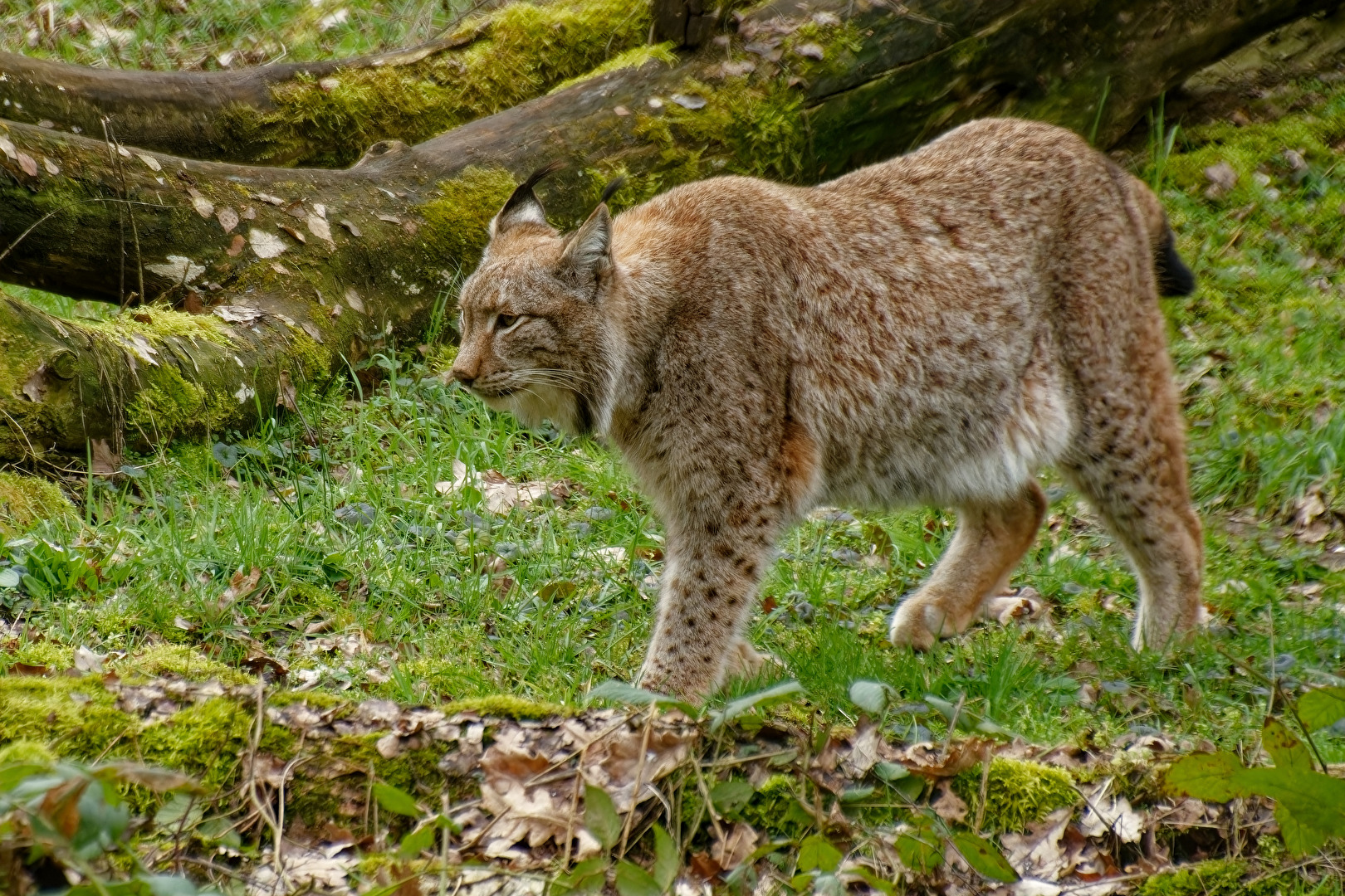 Luchs