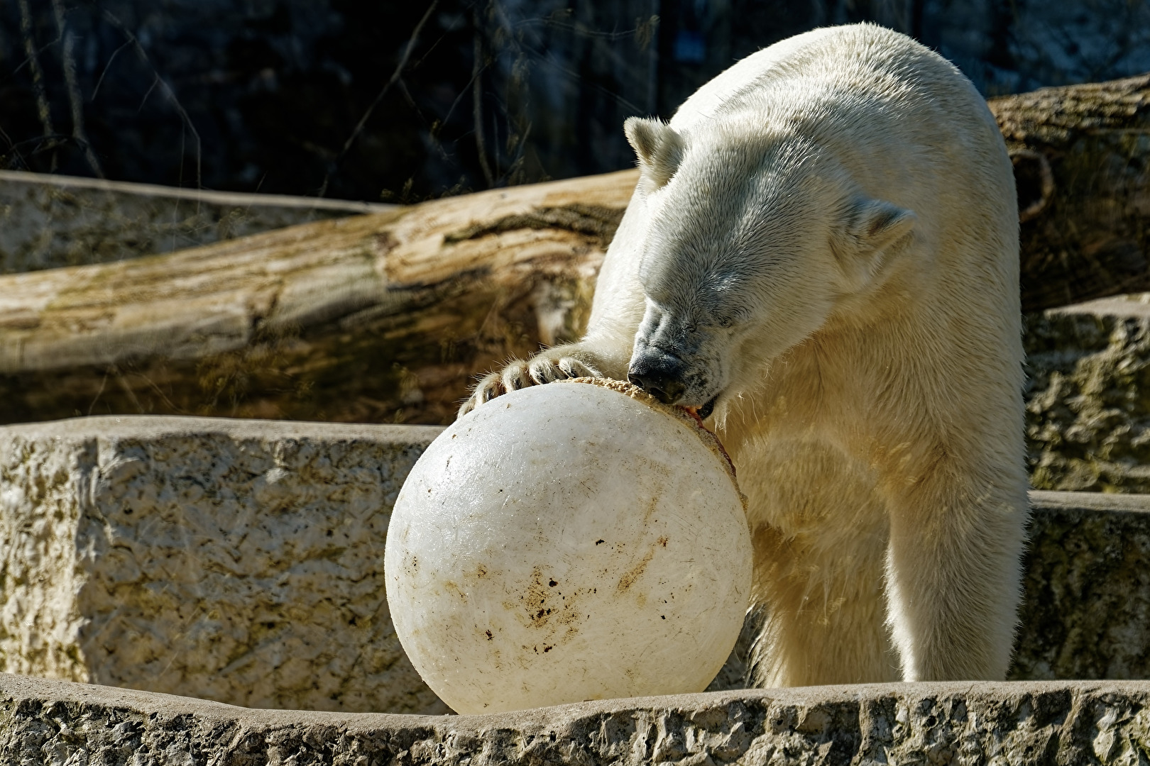 Eisbär