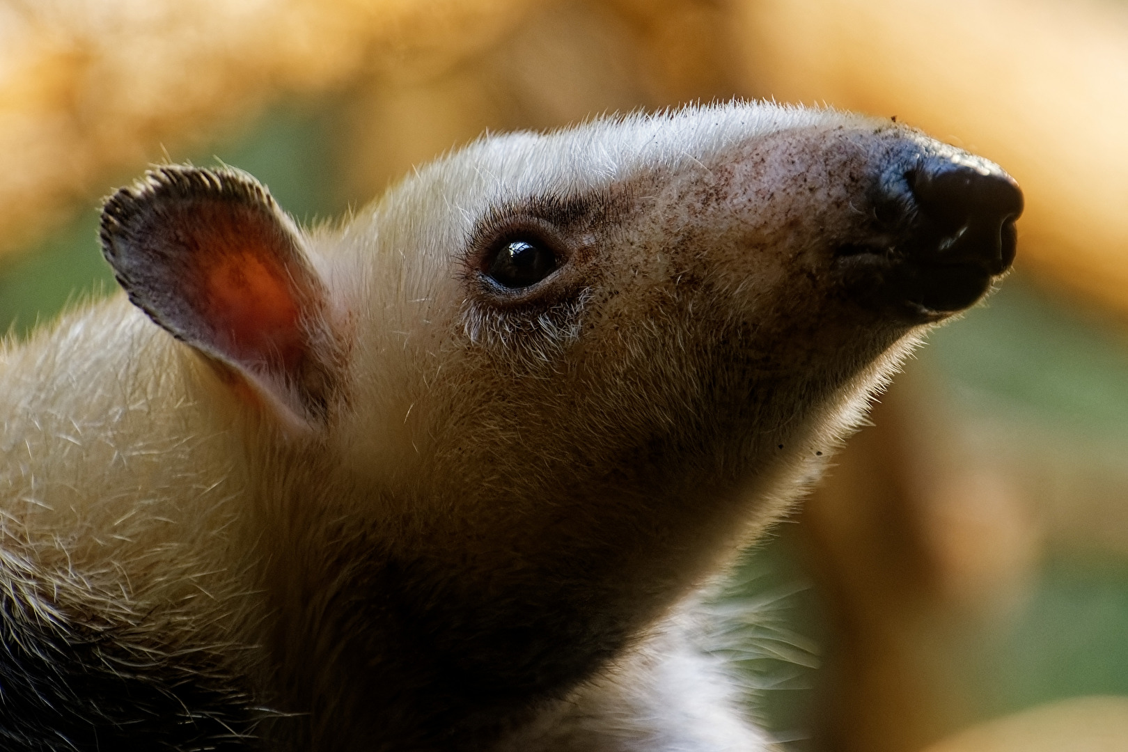 Südlicher Tamandua