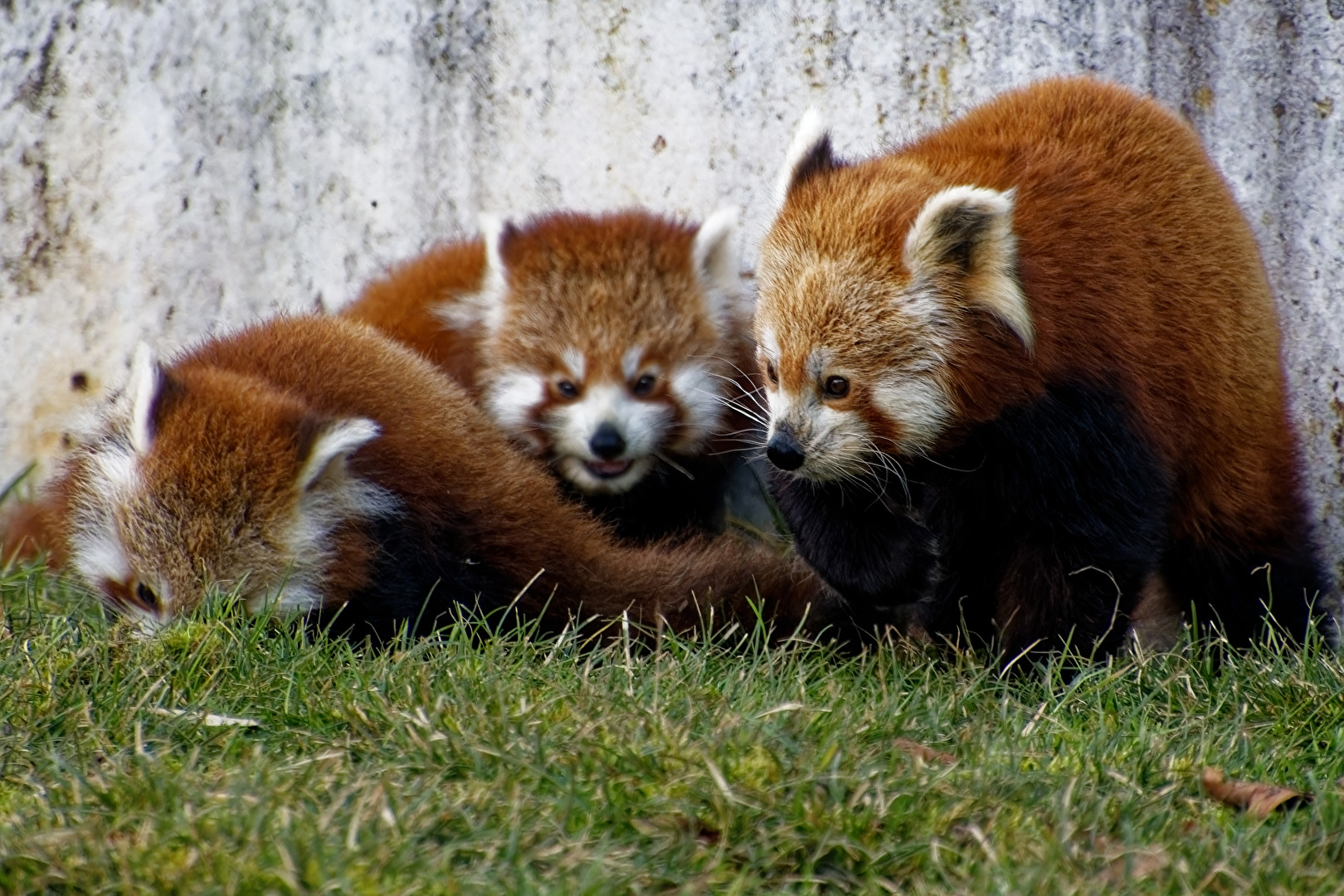 Roter Panda ( Katzenbär )