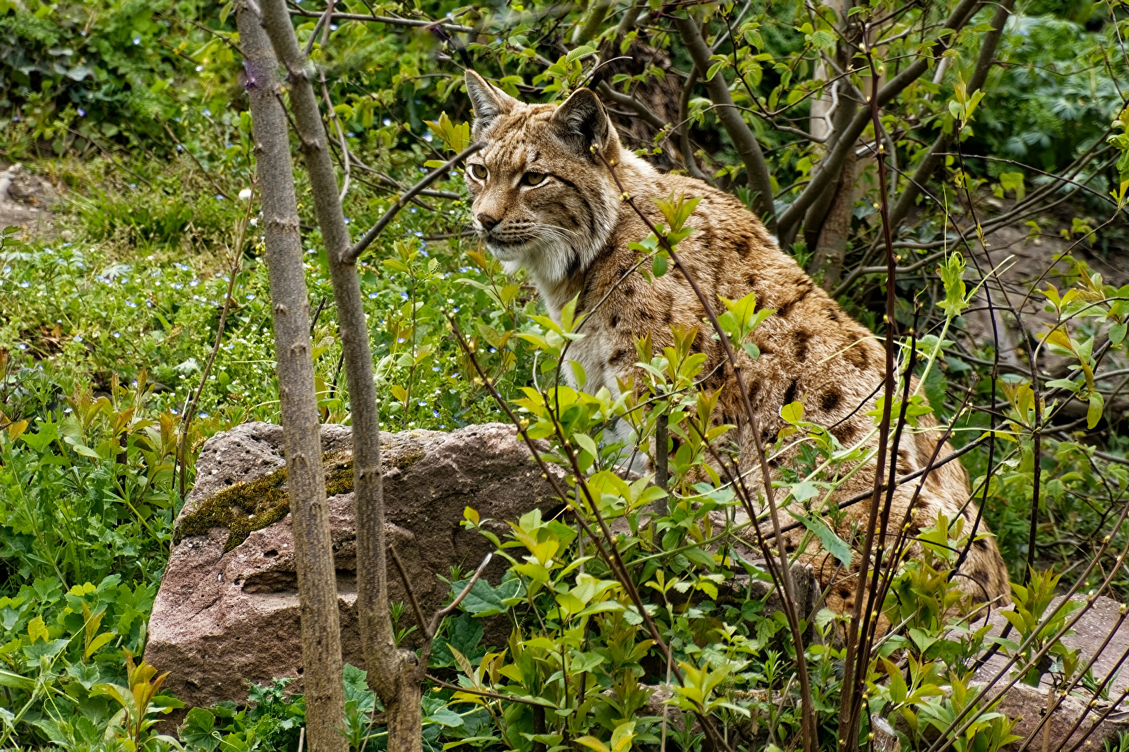 Eurasischer Luchs