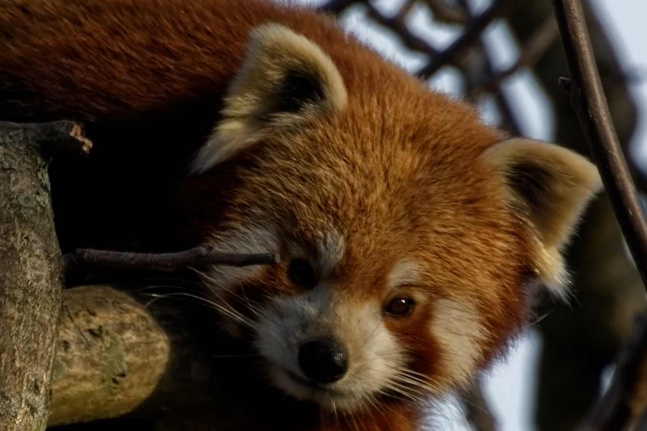 Kleiner Panda ( Katzenbär )