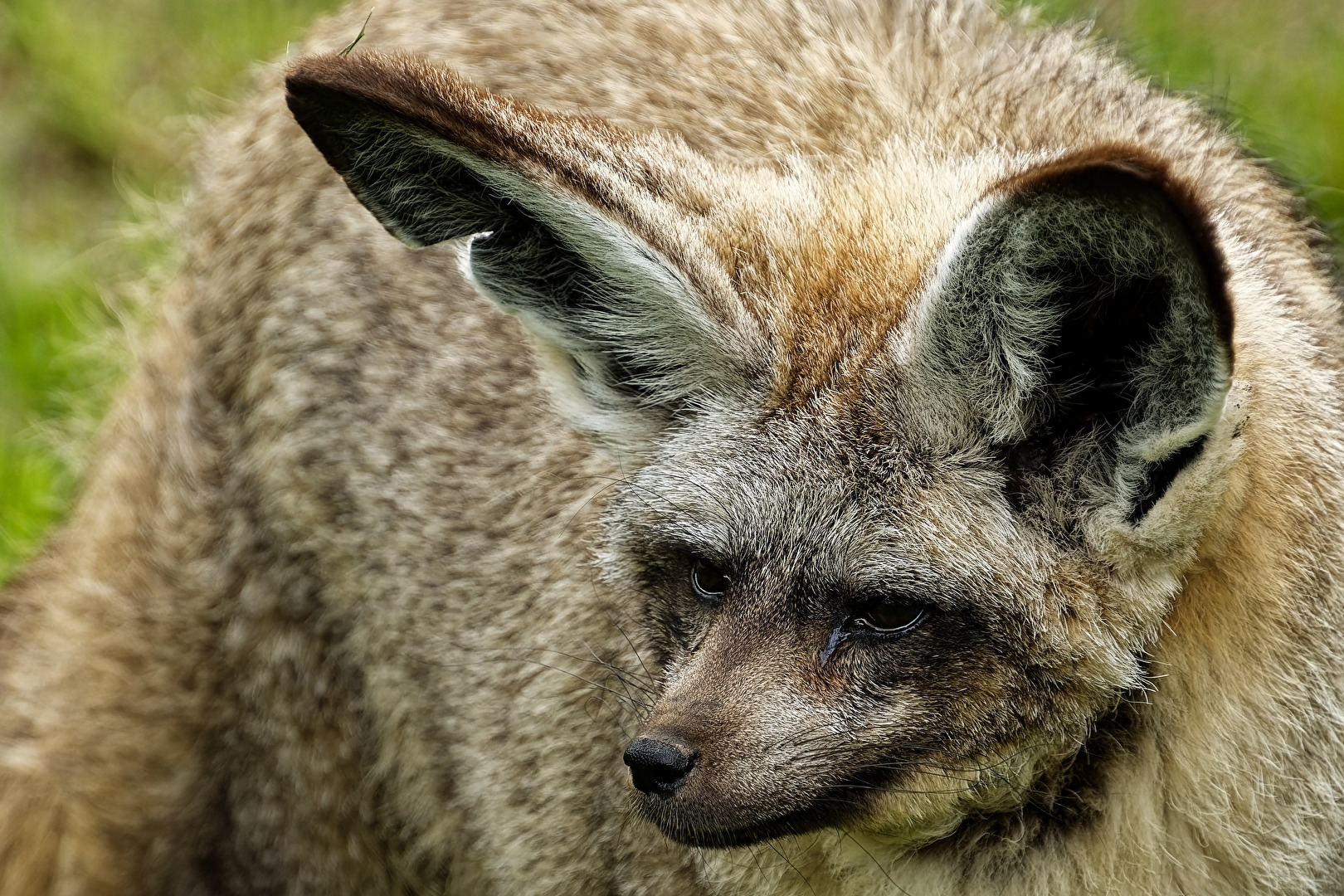 Löffelhund