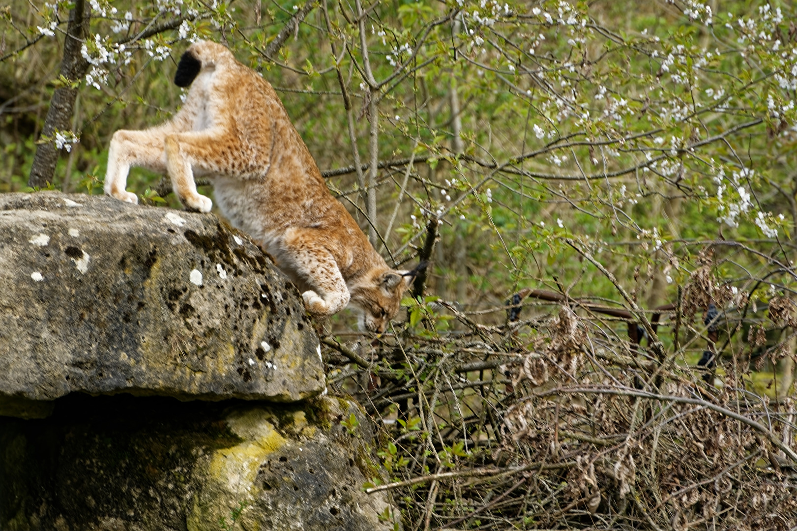 Luchs