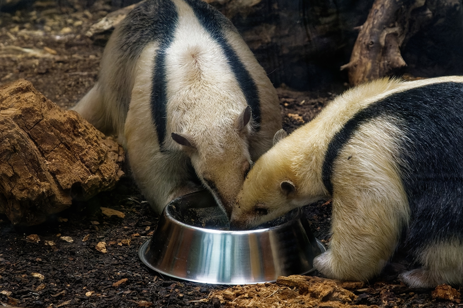 Südlicher Tamandua