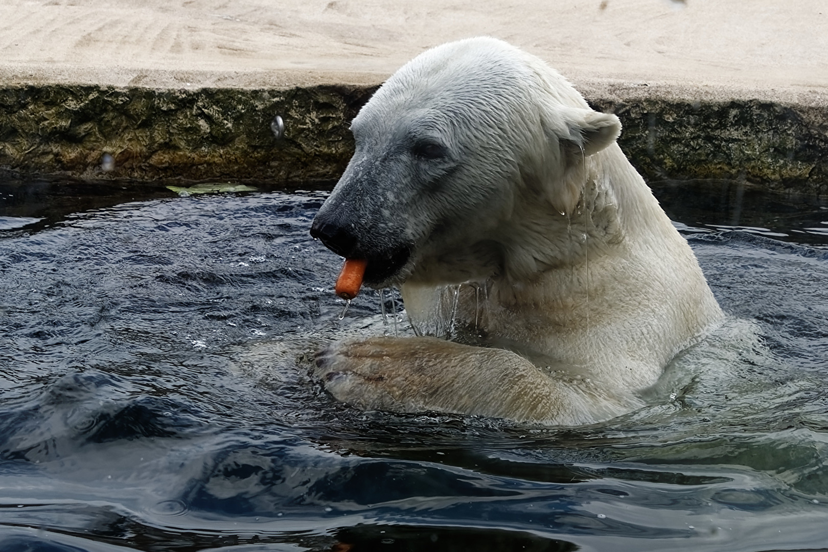 Eisbär