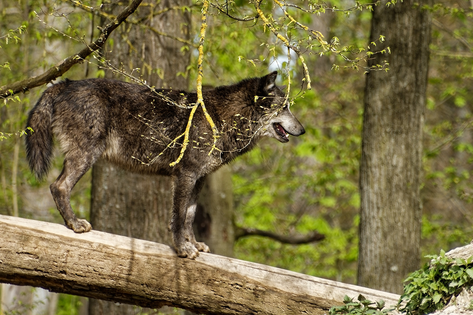 Timberwolf