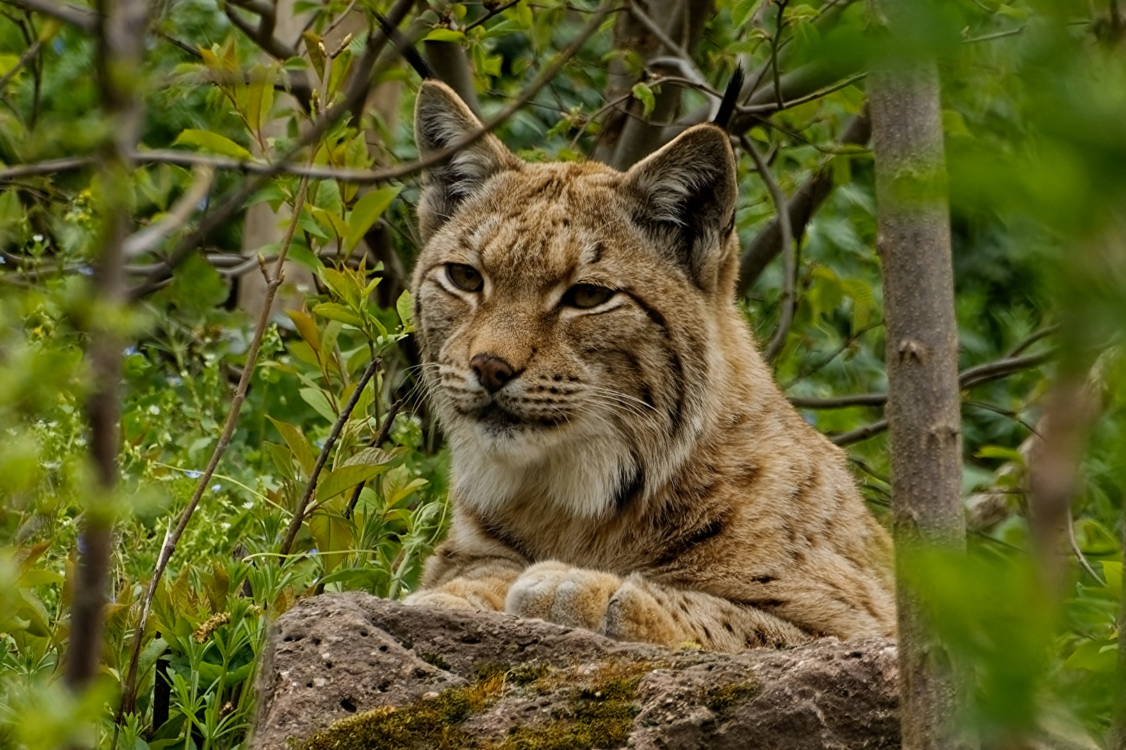 Euraischer Luchs