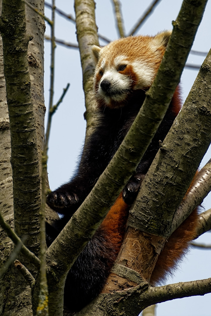 Roter Panda ( Katzenbär )