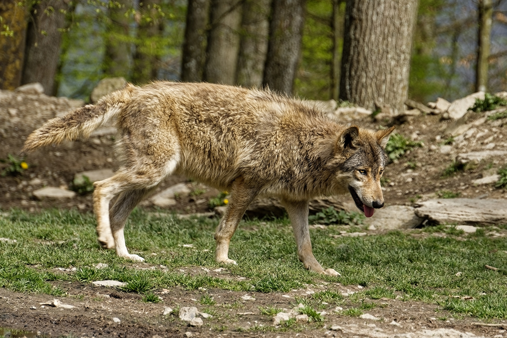 Timberwolf