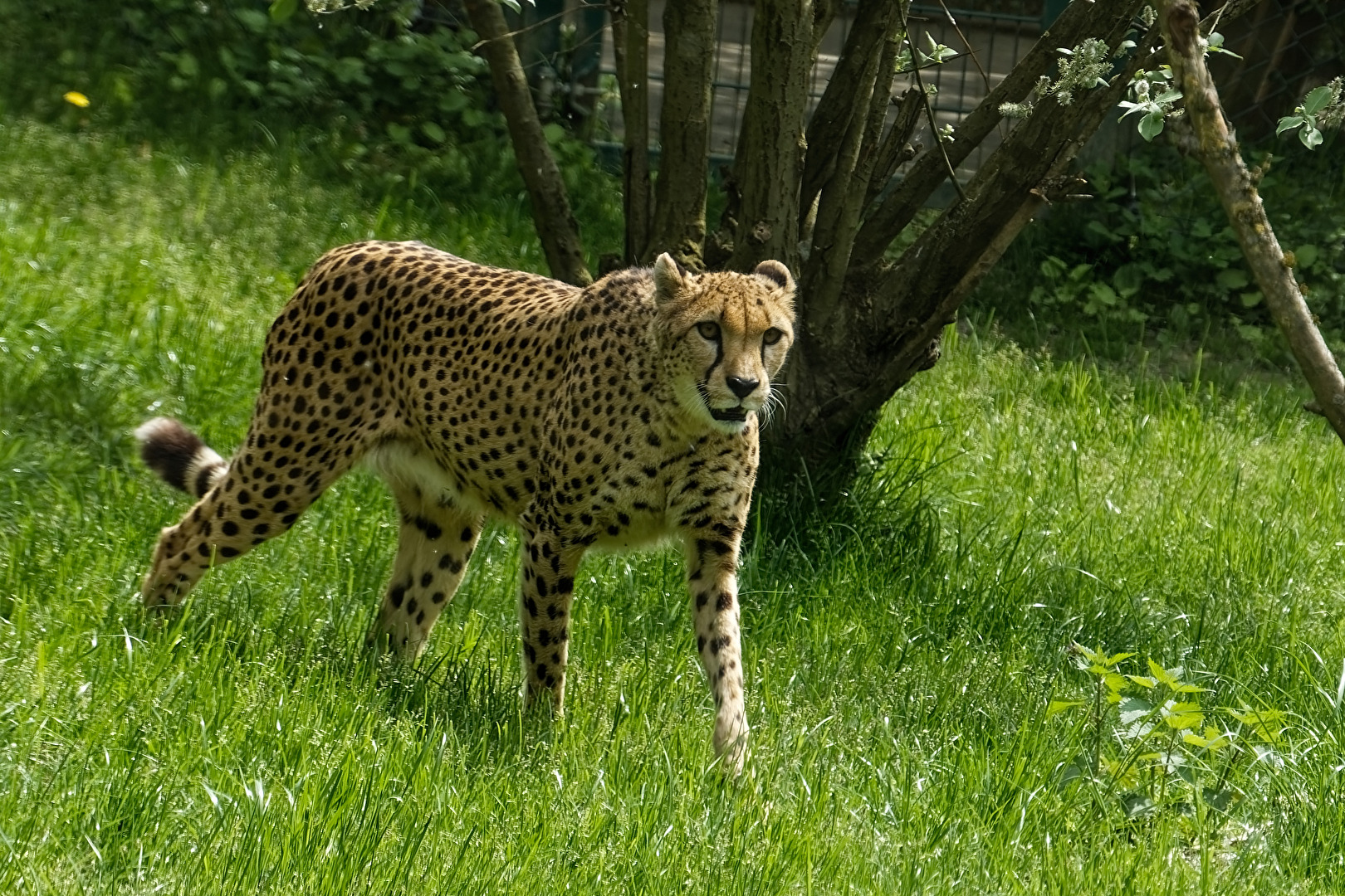 Gepard