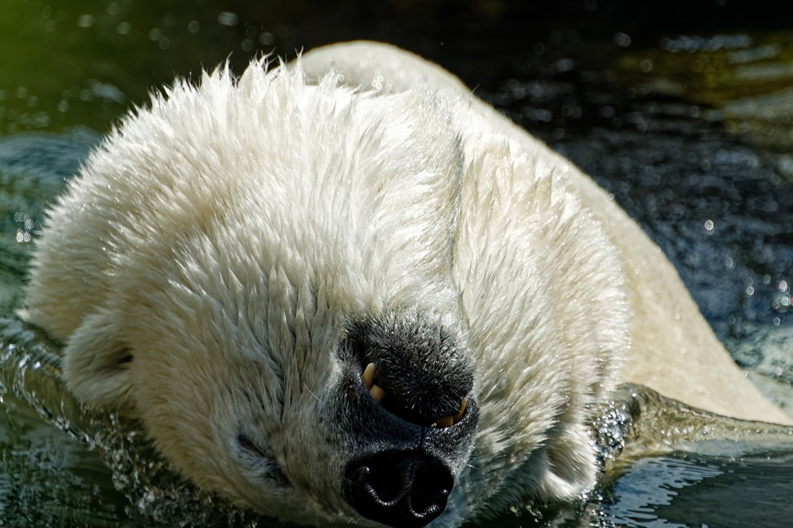 Eisbär