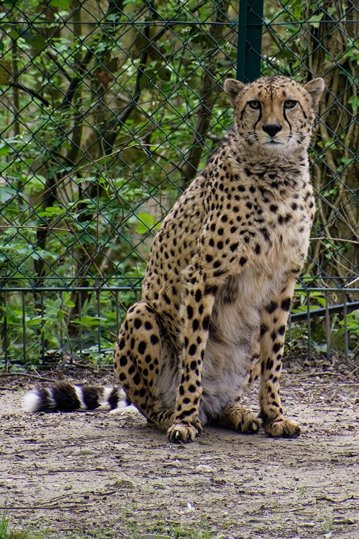 Gepard