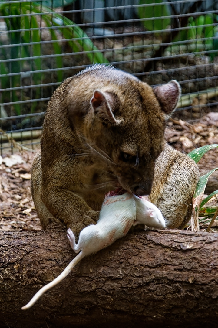 Fossa