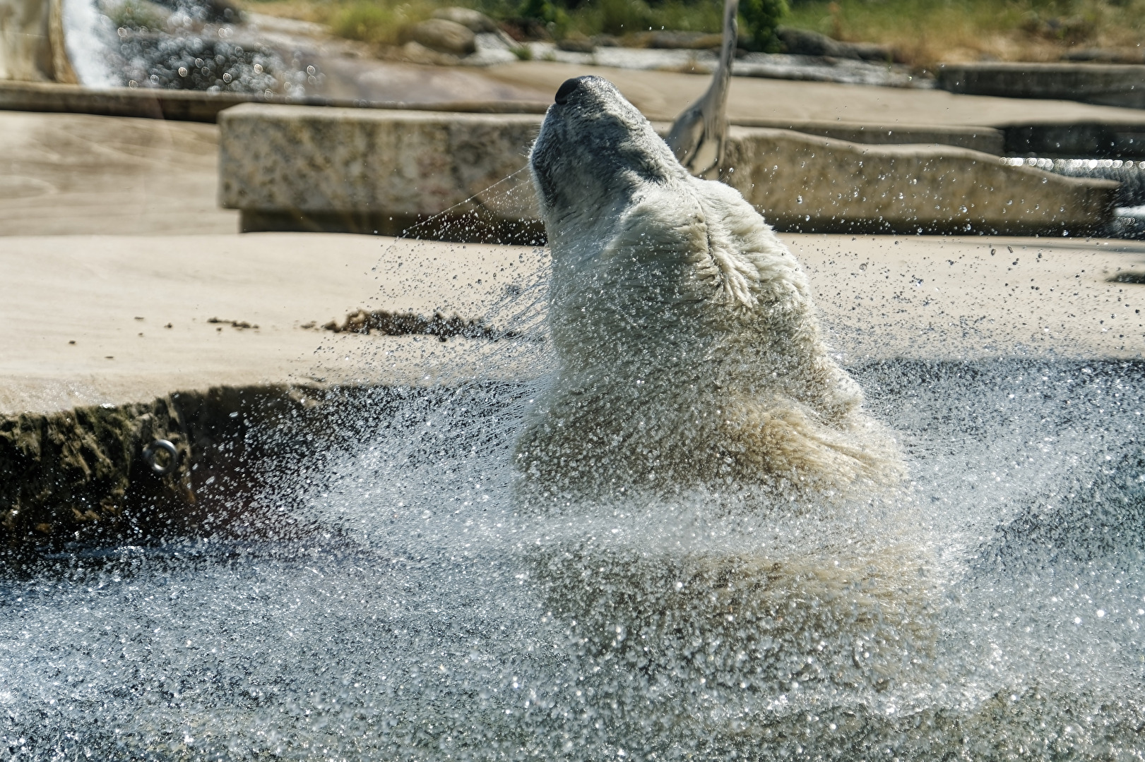 Eisbär