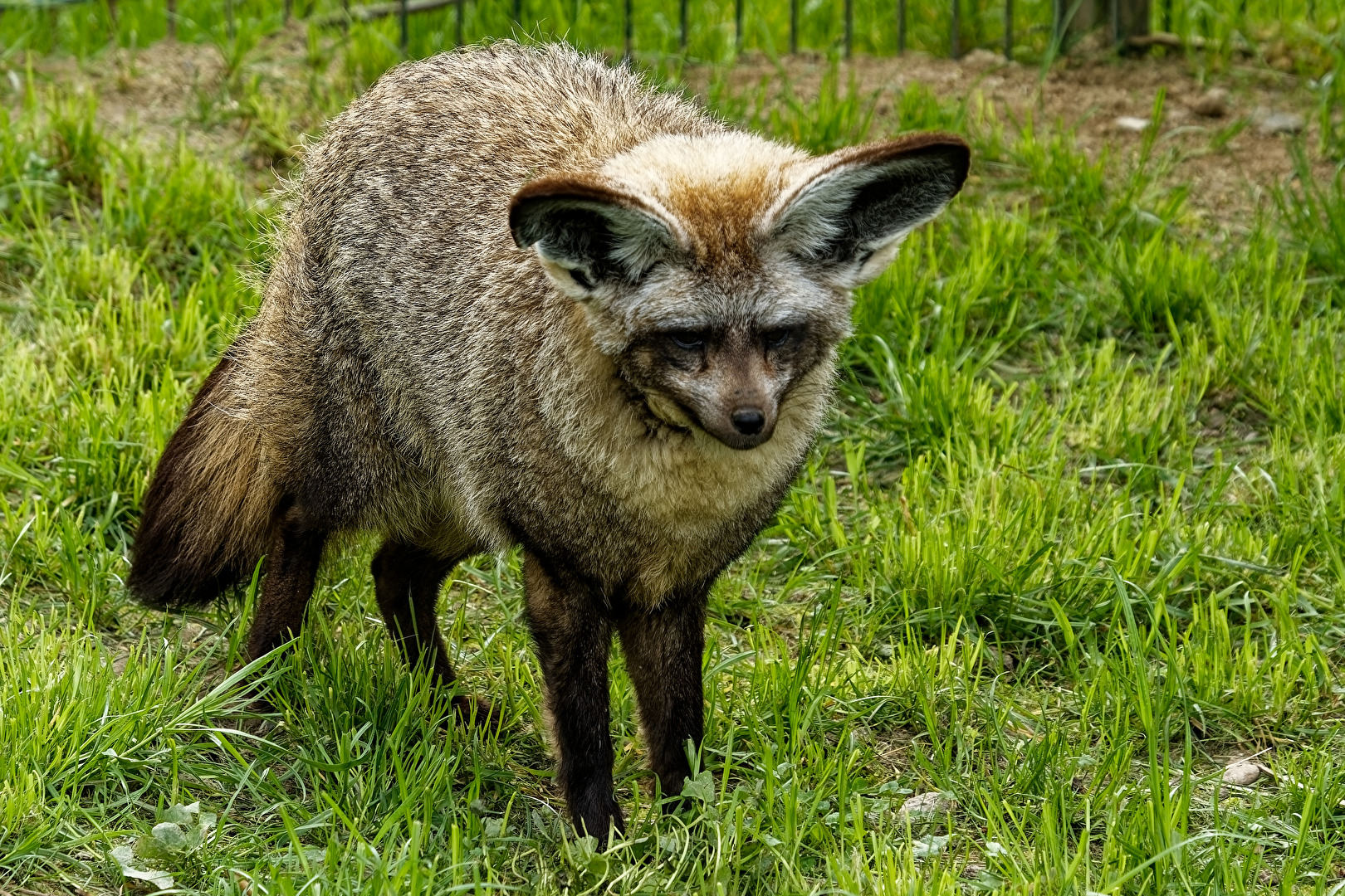 Löffelhund