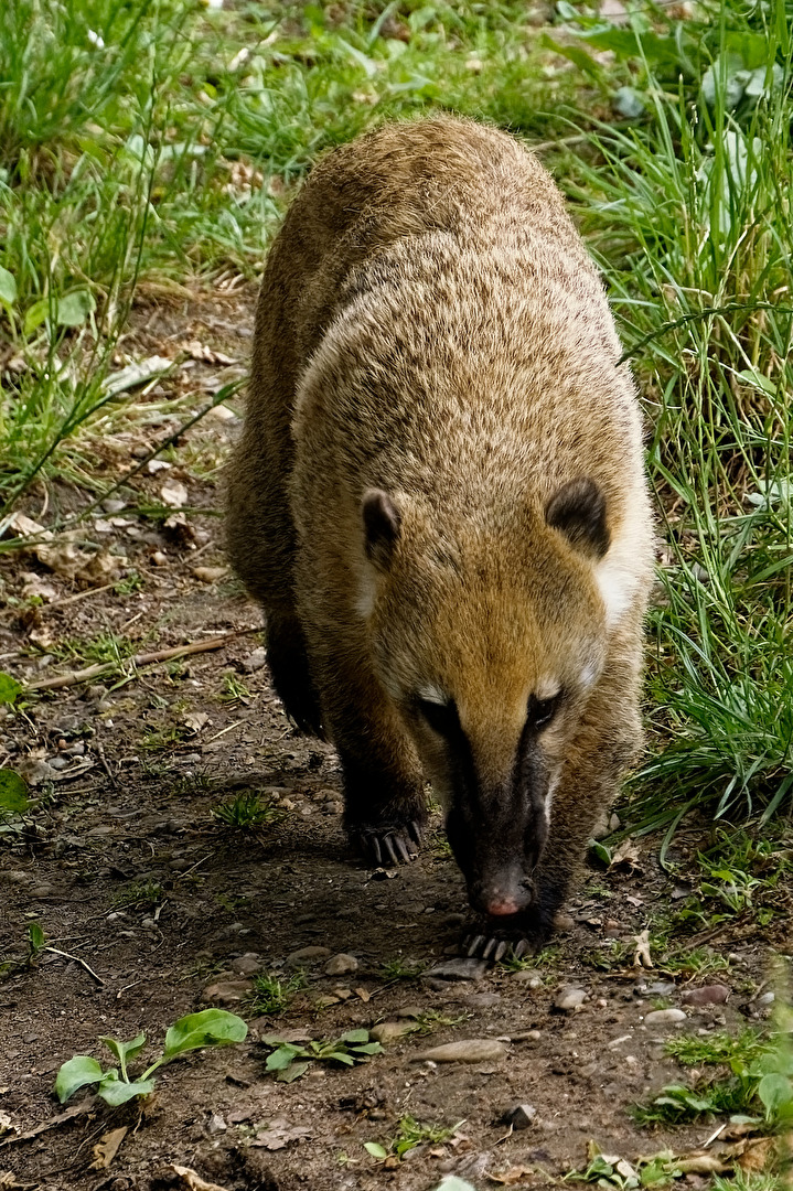 Nasenbär