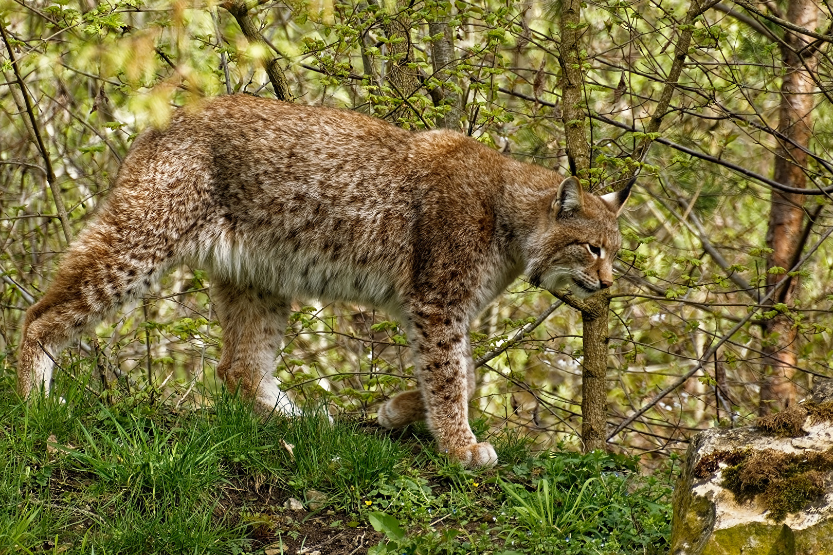 Luchs