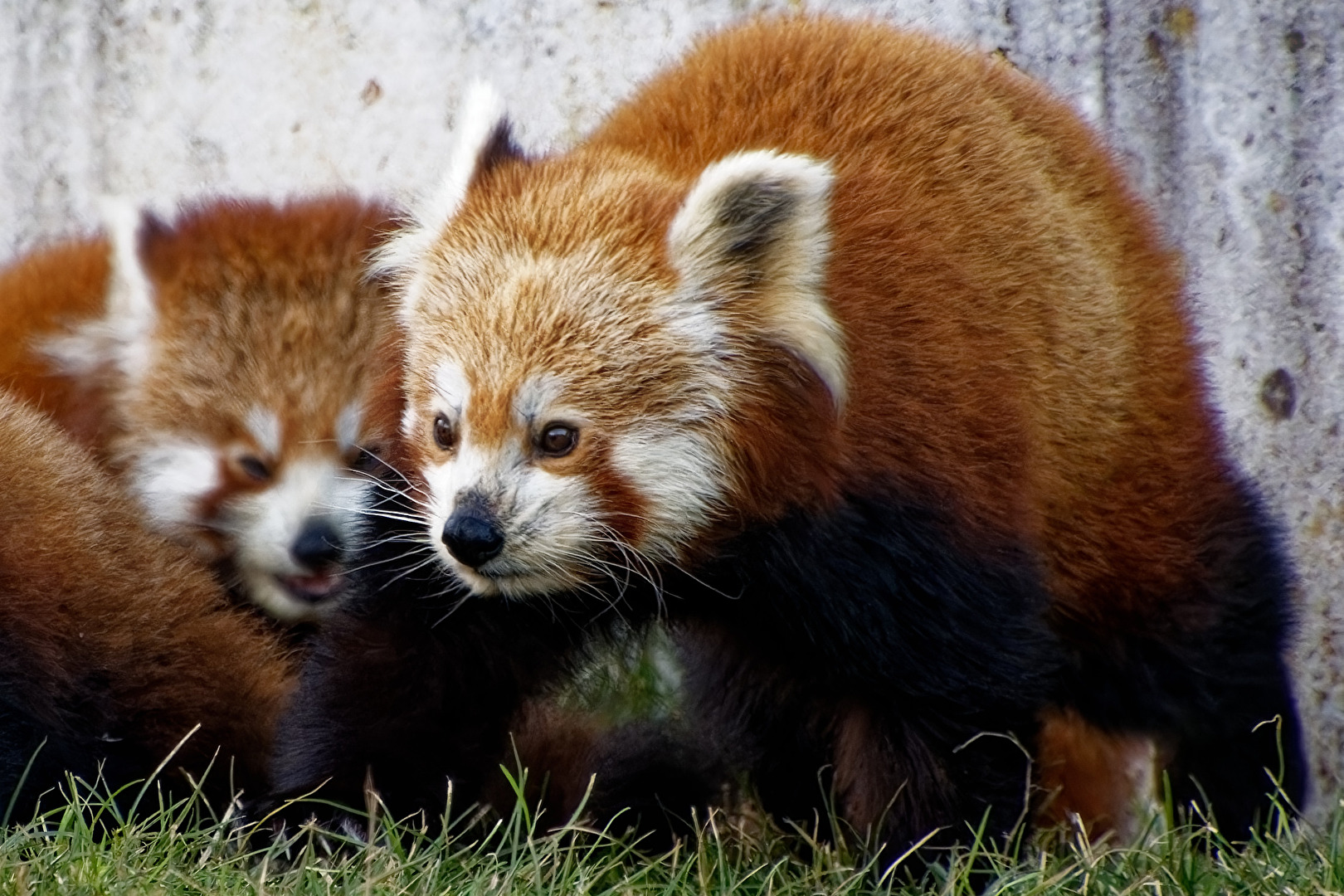 Roter Panda ( Katzenbär )