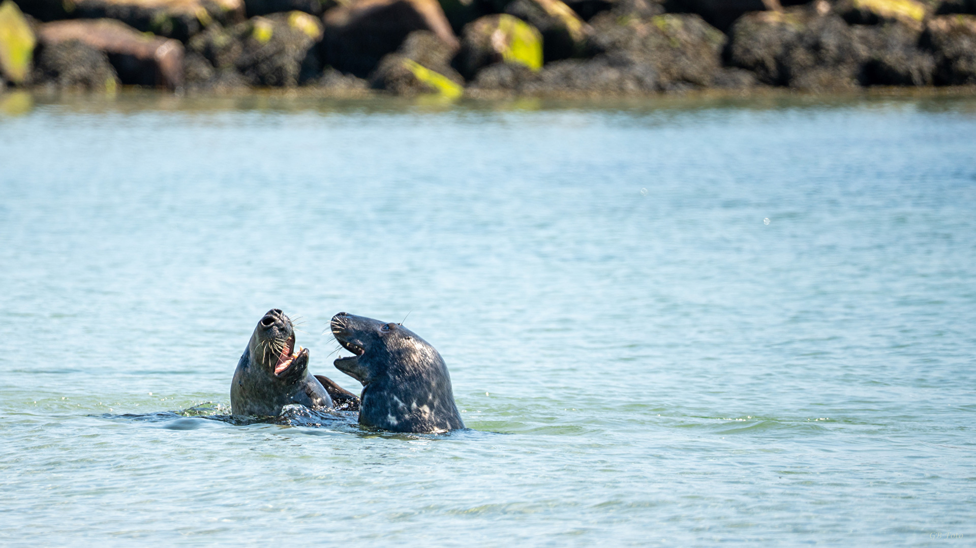 Junge Kegelrobben beim Spiel - Helgoländer Düne