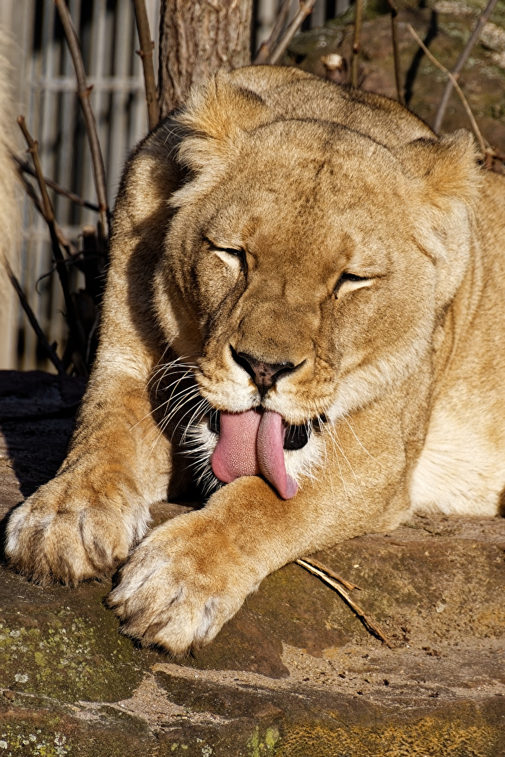 Löwin