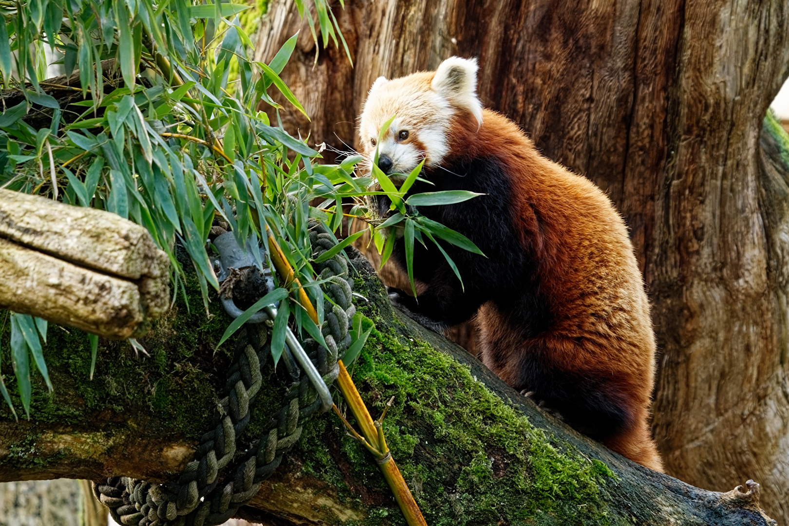 Kleiner Panda ( Katzenbär )