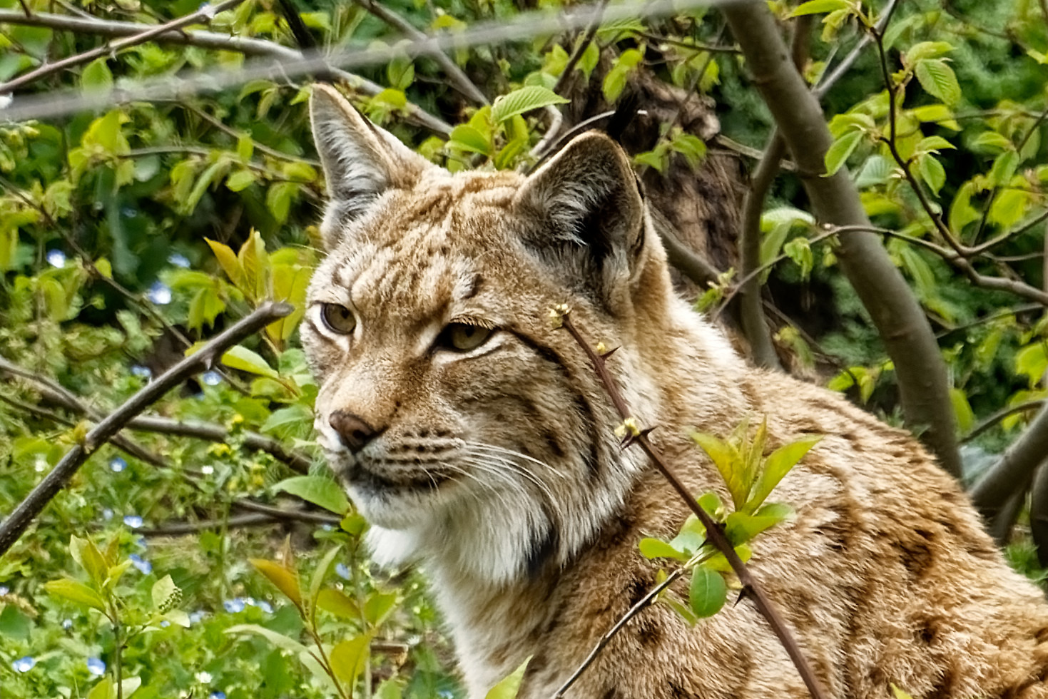 Eurasischer Luchs