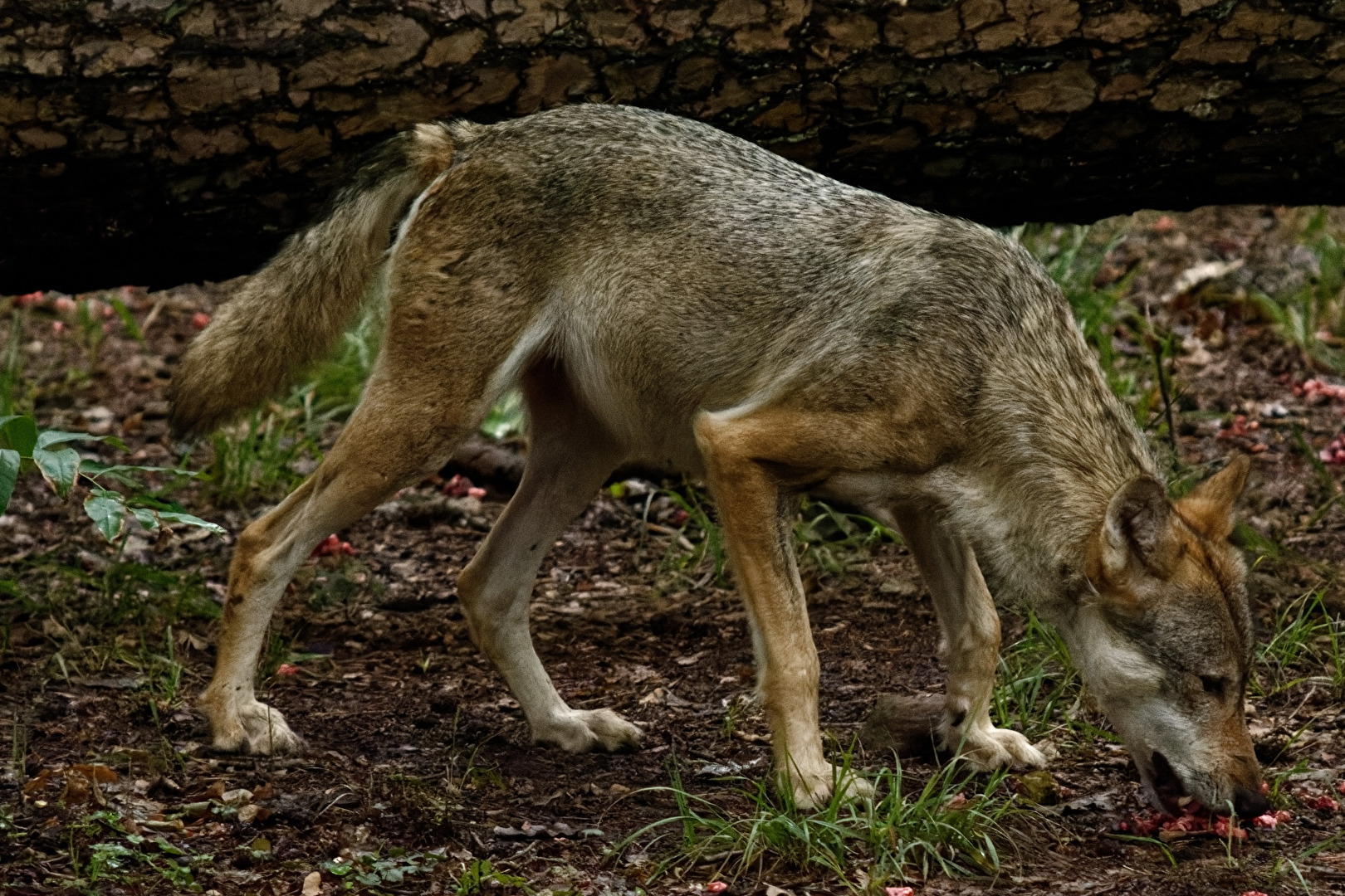 Wolf