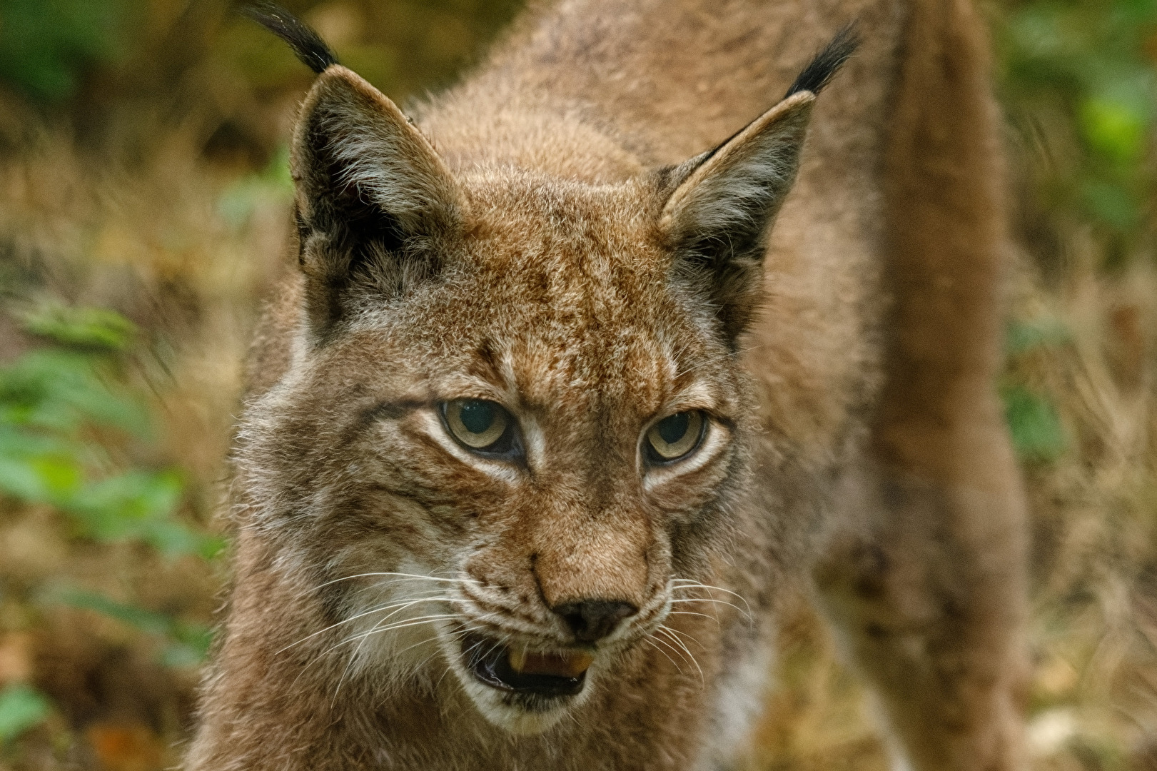 Luchs