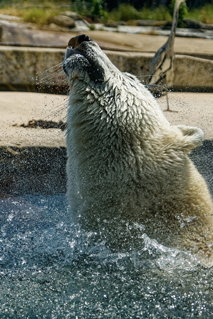 Eisbär