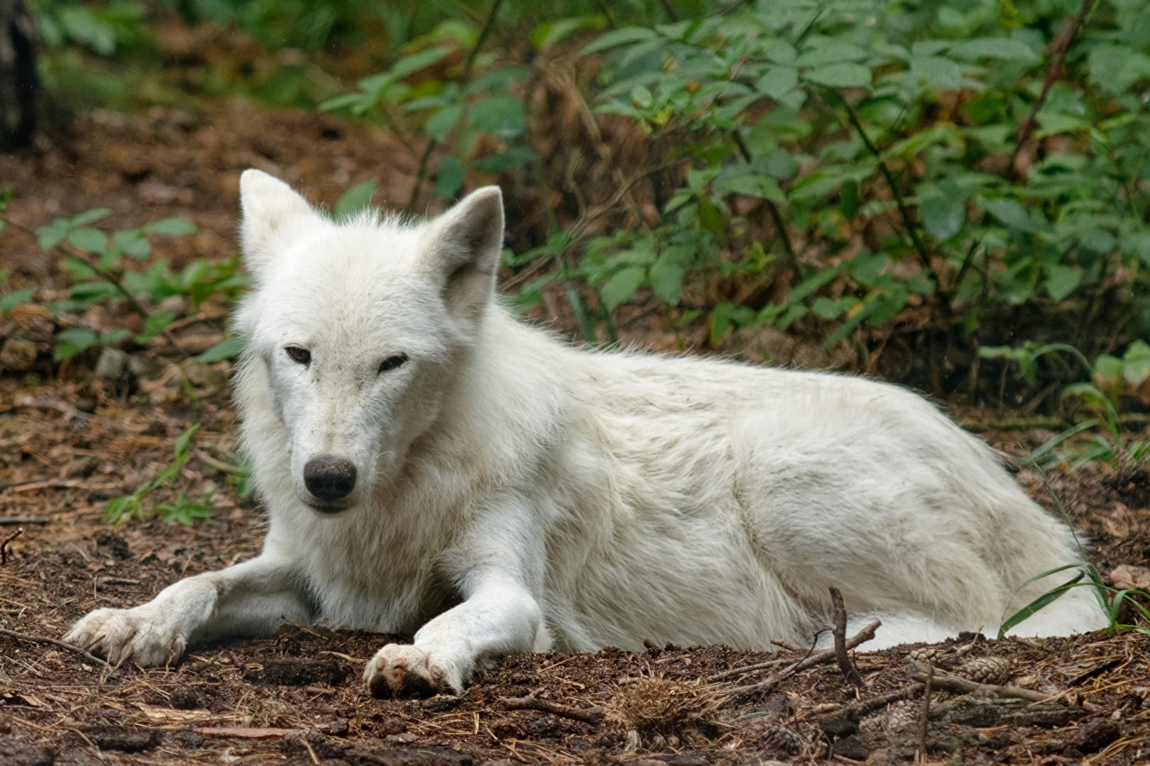 Polarwolf