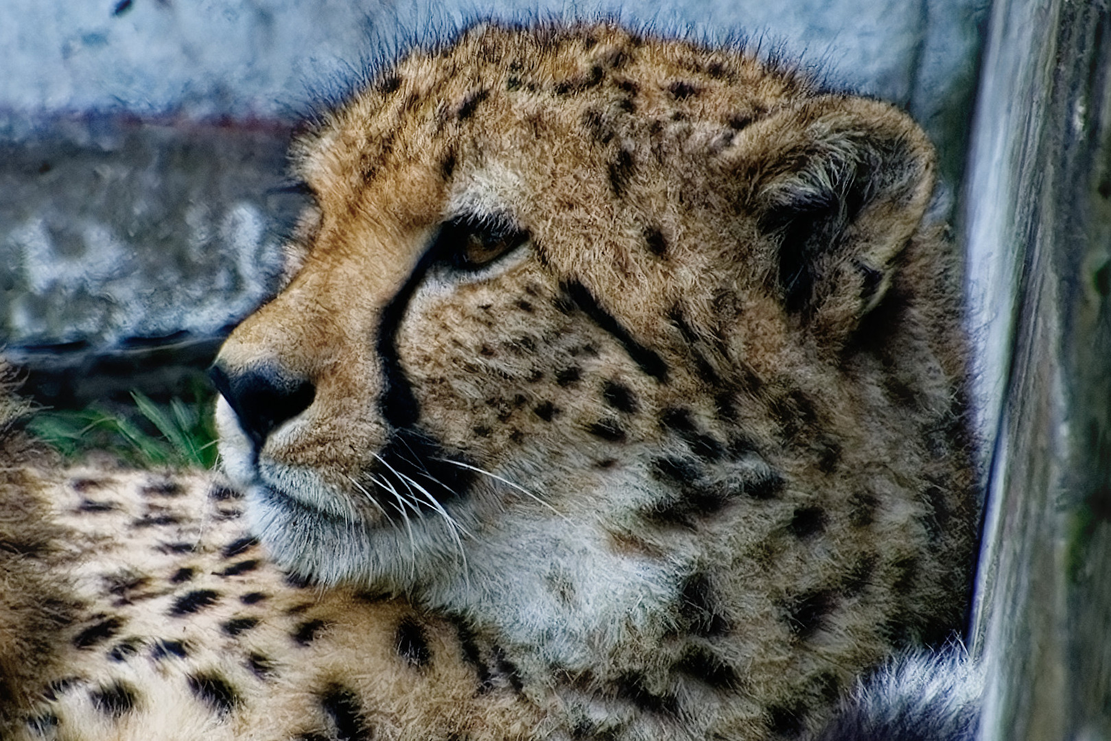 Gepard