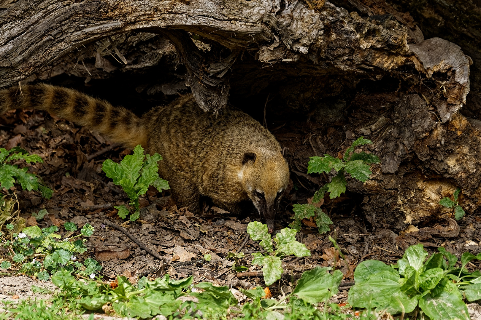 Nasenbär