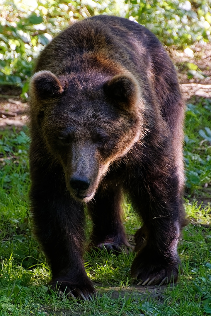 Braunbär