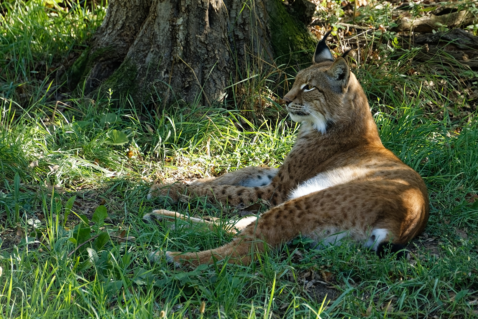 Luchs