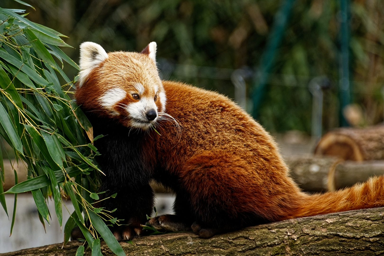 Roter Panda ( Katzenbär )