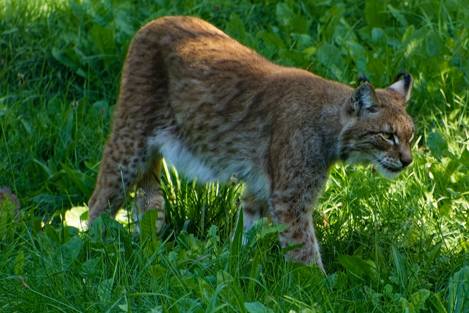 Luchs