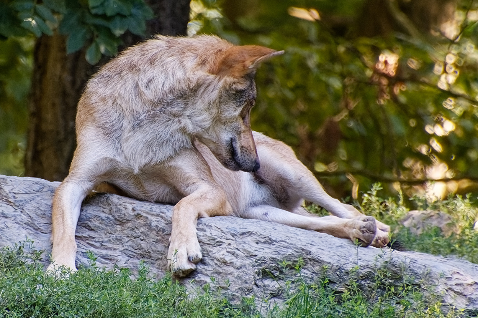 Timberwolf
